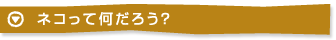 ネコって何だろう？