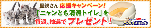 �֥˥��Ȥ�����ȥ���פ��轵�������ǥץ쥼��ȡ�