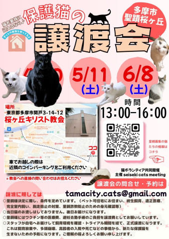 ◇保護猫の譲渡会◇in東京都多摩市聖蹟桜ヶ丘◇