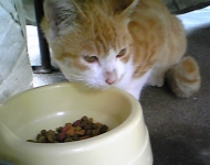 千葉県印西市からのネコの里親募集