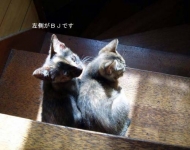 千葉県柏市からのネコの里親募集