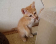 千葉県柏市からのネコの里親募集