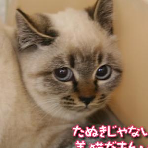 石川県 すっごくかわいい たぬき顔の子猫 猫の里親募集 ネコジルシ
