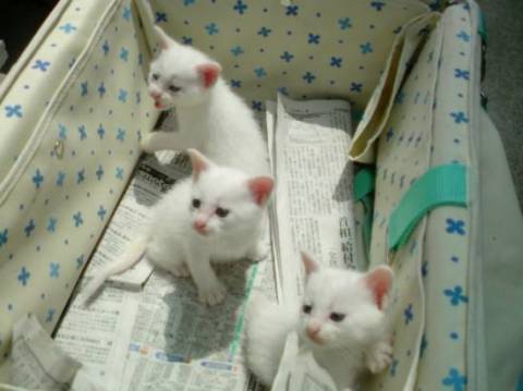愛知県 青い目のかわいい白い子猫です 猫の里親募集 ネコジルシ