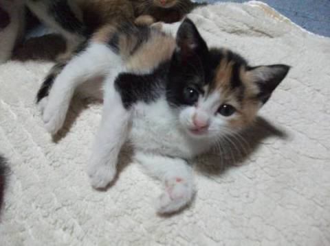 猫]愛知県の里親募集 きれいな三毛猫で、兄弟姉妹の中で