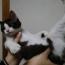 ジュード