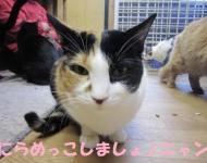 兵庫県姫路市からのネコの里親募集
