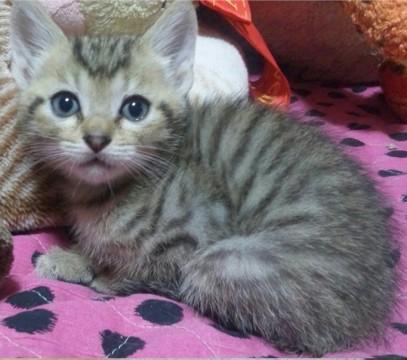 完全室内飼い。
うちで生まれた