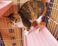 兵庫県洲本市からのネコの里親募集