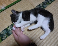 群馬県高崎市からのネコの里親募集