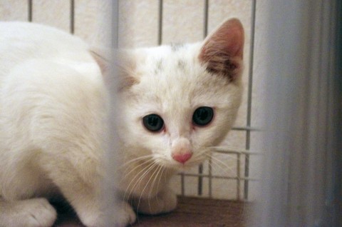 猫]神奈川県の里親募集 白猫・頭に黒い模様がみっつ、尻尾