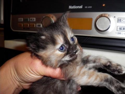 体は茶色のまだらで、毛が少し長め