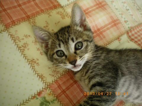 素人　牝 猫]群馬県の里親募集 素人判断ではメスです。おっとりの