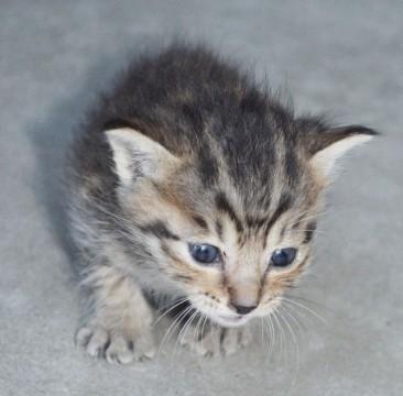 三重県 虎猫です 顔もスタイルも良い 猫の里親募集 ネコジルシ