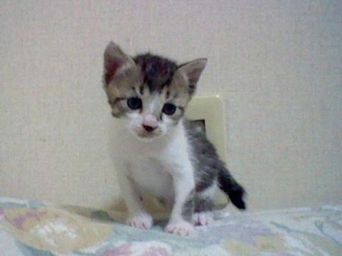 宮城県 白地にまだらのトラ模様です ちな 猫の里親募集 ネコジルシ