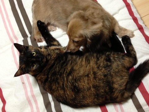長野県 さびねこ かぎしっぽ 知 猫の里親募集 ネコジルシ