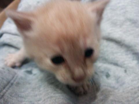 とてもなつこいです。