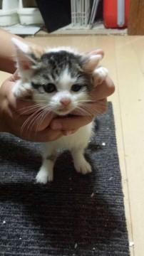 ミケです。
ドライフードを