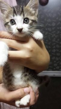 サバ(お腹は白)です。
ド