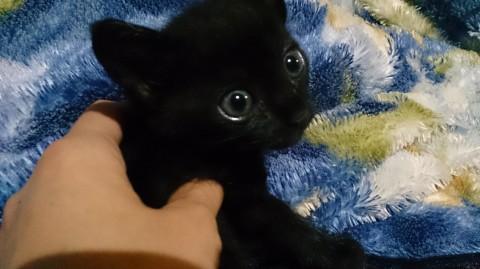 沖縄県 緑色のかかった青い目の黒猫 猫の里親募集 ネコジルシ
