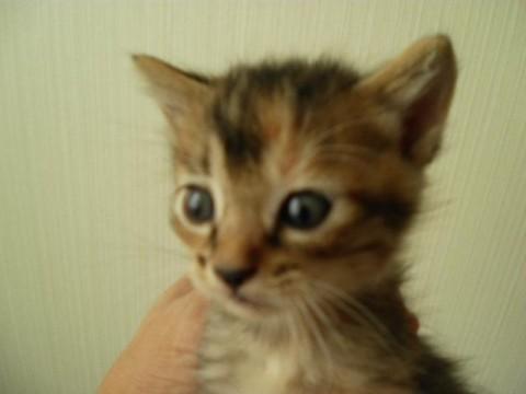 とても人懐こくてかわいいです。