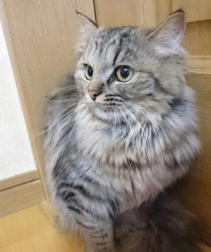 毛並みが、サラサラつるつる可愛い