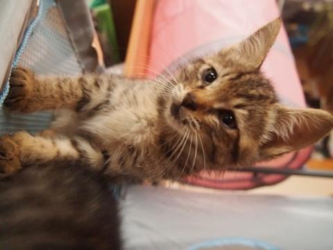 5匹のかわいい子猫です。