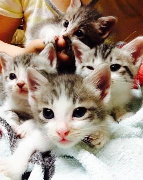 かわいい4匹兄弟!