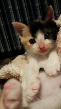 甘えん坊な三毛猫ちゃん♪