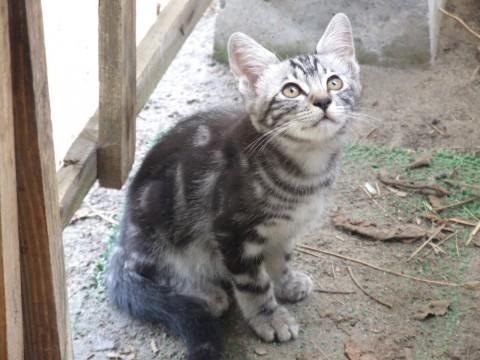 新潟県 アメショ 柄の可愛い子猫です 猫の里親募集 ネコジルシ