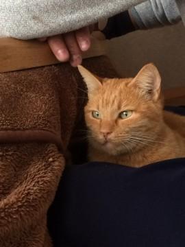 愛知県 島の猫 ちゃーこ 猫の里親募集 ネコジルシ