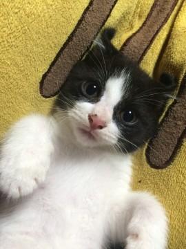 岡山県 かわいいハチワレ猫ちゃん 猫の里親募集 ネコジルシ