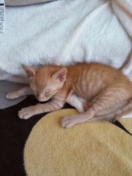愛知県 激かわ赤ちゃん５頭 猫の里親募集 ネコジルシ