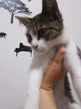 東京都 可愛い野良猫の子猫兄弟です 猫の里親募集 ネコジルシ