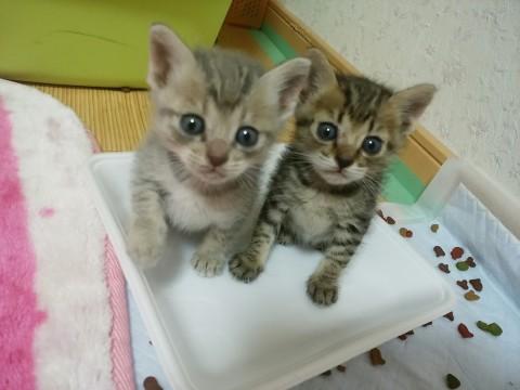 猫]鹿児島県の里親募集 可愛いキジ柄子猫ちゃん☆