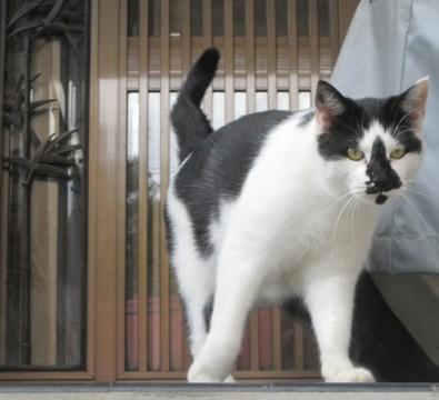 長野県 白黒 雄 雑種ネコ 2才 猫の里親募集 ネコジルシ