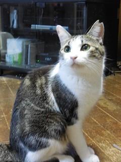 神奈川県 アメショー白の美猫 猫の里親募集 ネコジルシ