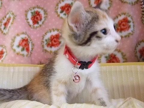 4月25日生まれの三毛・ビビちゃんです
