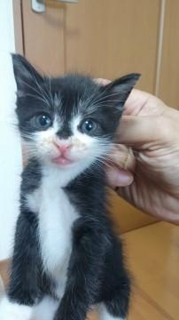 可愛いシロクロ猫ちゃん