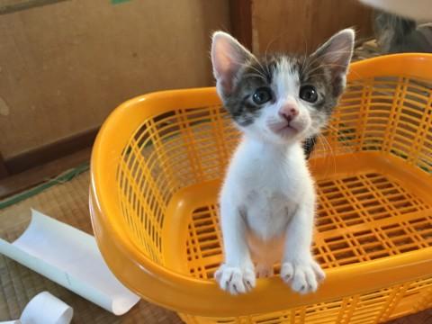 猫]新潟県の里親募集 生後1か月半の子猫達です。