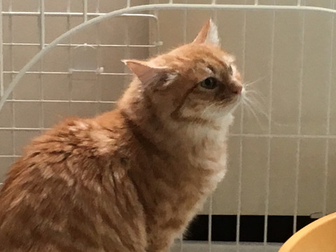 茶長毛の美猫ちゃん