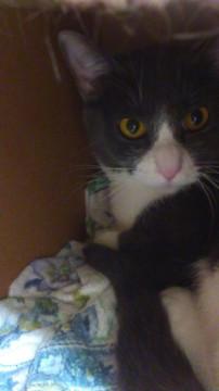 北海道 可愛いグレーのはちわれちゃん美猫です 猫の里親募集 ネコジルシ