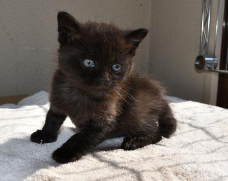 宮崎県 青い目の雄の黒猫ちゃんです 猫の里親募集 ネコジルシ