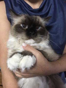 宮城県 ボクの名前はジャンですラグドールなんだよ 猫の里親募集 ネコジルシ