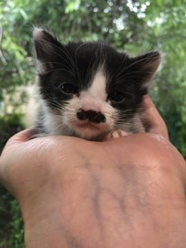 福岡県 ヒゲ模様がかわいいハチワレの保護猫です 猫の里親募集 ネコジルシ