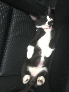 青森県 おひげちゃん 猫の里親募集 ネコジルシ