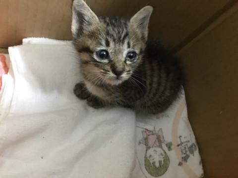 徳島県 かわいいキジトラさん 猫の里親募集 ネコジルシ