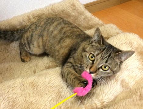 香川県 ステラ かわいいキジトラ保護ねこ 猫の里親募集 ネコジルシ