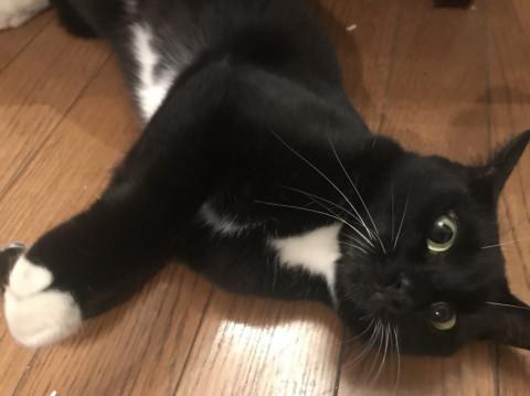 猫]東京都の里親募集 白い靴下の黒猫ちゃん