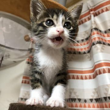 大阪府 かわいいキジ白ちゃん 猫の里親募集 ネコジルシ